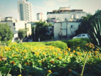 Close-up of yellow flowers blooming in park