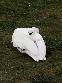 White swan on a field