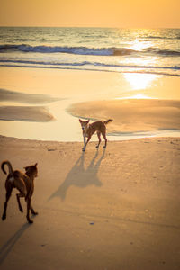 Dogs on beach against sky during sunset