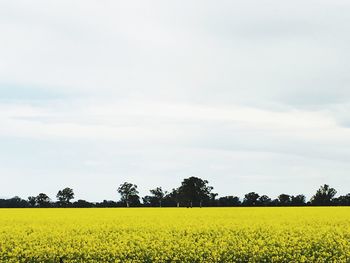 Scenic view of oilseed rape field against sky