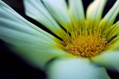 Close-up of flower