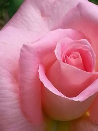 Close-up of pink rose