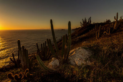 Cactus plants at beach against sky during sunset