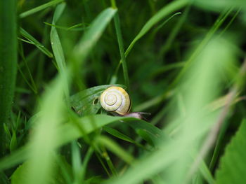 Close-up of snail on grass