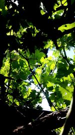 Low angle view of tree