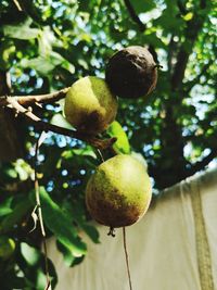 Close-up of fruits growing on tree