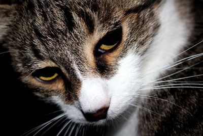 Close-up portrait of a cat