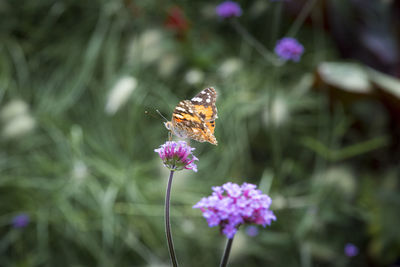 Close-up of butterfly pollinating on purple flower