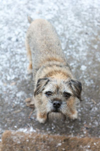 Border terrier looking up