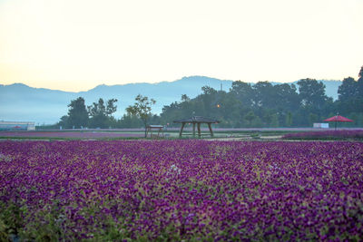 Scenic view of flowering plants on field against sky