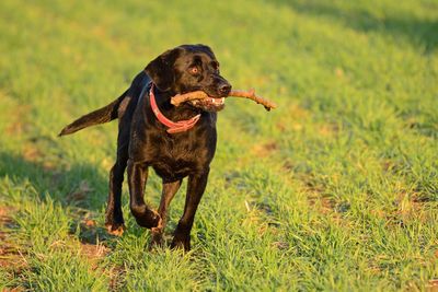 Dog holding stick in mouth while walking on field