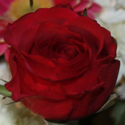 Close-up of red rose