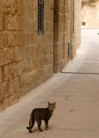 Cat living in l-imdina, malta