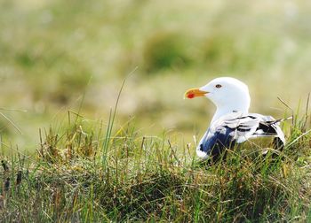 Close-up of bird perching on field