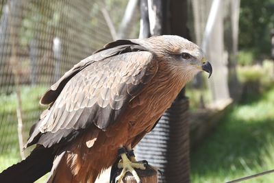 Close-up of eagle perching