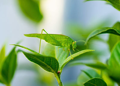Close-up of insect on leaf