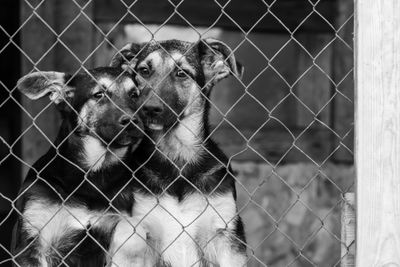 Close-up of dog seen through chainlink fence