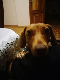 Close-up portrait of dog relaxing on bed at home