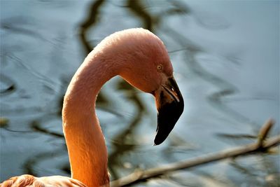 Close-up of duck swimming in lake