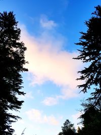 Low angle view of tree against sky