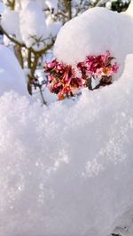 Close-up of snow on flower tree