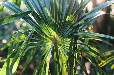 Close-up of green leaf