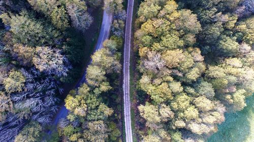 High angle view of trees on land