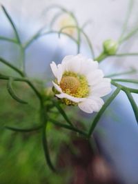 Close-up of white flower blooming outdoors