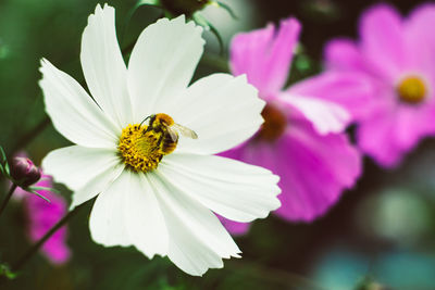 Close-up of bee on purple flower