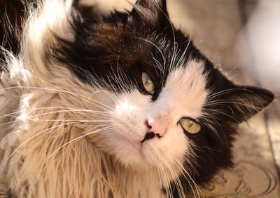 Close-up portrait of cat