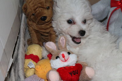 Close-up portrait of dog in toy