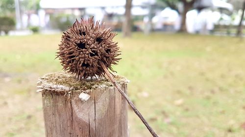 Close-up of lizard on wooden post on field