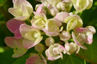 Close-up of pink flower