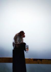 Low angle view of monkey against clear sky