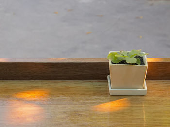 Close-up of flower on table