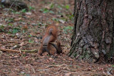 Squirrel on tree trunk