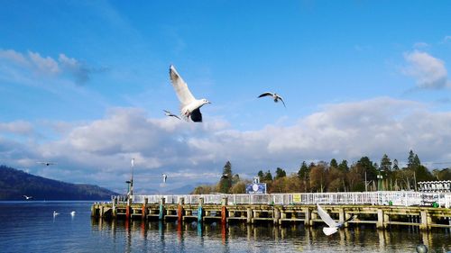 Seagulls flying over lake against sky