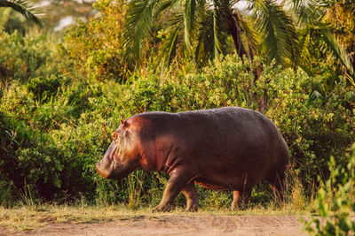Hippopotamus walking on a field