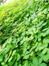 Full frame shot of fresh green grass