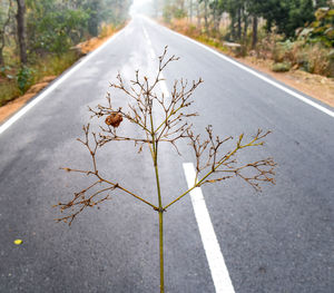A roadside view of a dry stem with a fruit.