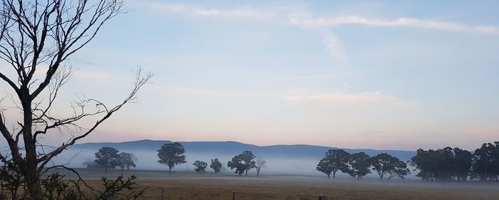 Silhouette trees on landscape against sky during sunset