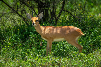 Steenbok stands turning head in leafy bushes
