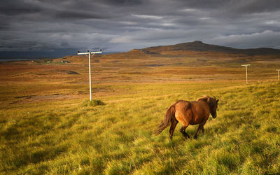 Cow grazing on field against sky