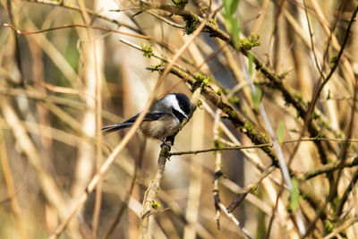 Close-up of bird perching on branch