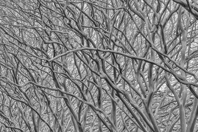 Low angle view of bare trees