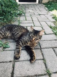 High angle view of cat resting on footpath