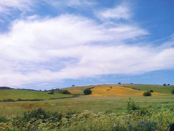 Scenic view of field against sky