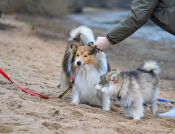 Two dogs on the beach, a hand of a man touching one