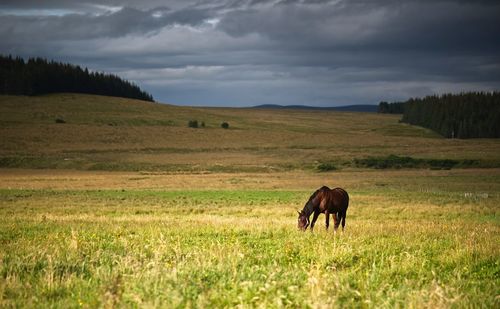 Horse in a field in summer 