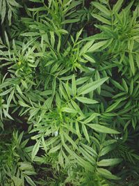 Close-up of green leaves